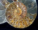 Cleoniceras (Grycia) besairiei COLLIGNON 1949 - Bild © FossNet FossilienStore